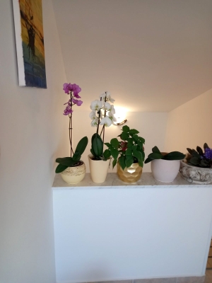 Apartman Vlado T.3: