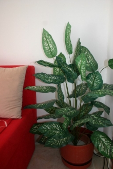Apartman DRAGICA 5: